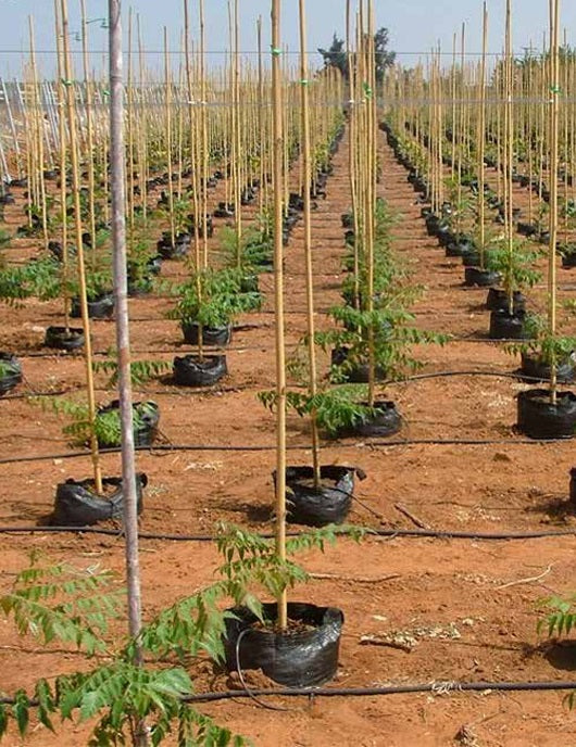 Gotero Botón NaanDanJain J-SC-PC-Plus